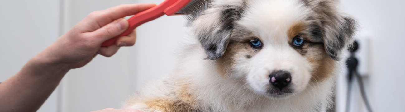 Hund som blir kammad